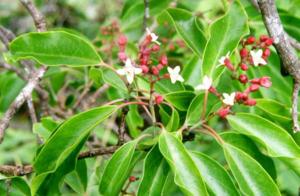 Leaves and fruit of the Sandalwood Tree Leaves and fruit of the Sandalwood Tree