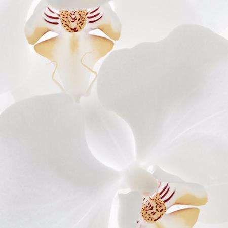 Sacred Elephant | Pure Luxury Incense | Specialiste Range