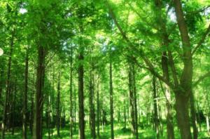 Sandalwood Tree Forest Sandalwood Tree Forest